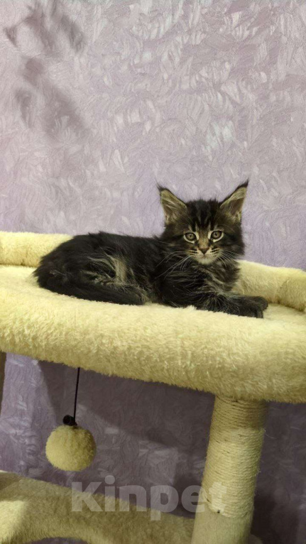 Кошки в Москве: Котенок Мейн-кун Мальчик Мальчик, 30 000 руб. - фото 4