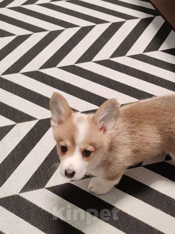 Собаки в Москве: Вельш Корги Пемброк, щенок Девочка, 35 000 руб. - фото 4