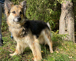 Собаки в Клине: Ариша - красотка на коротких лапах Девочка, Бесплатно - фото 1