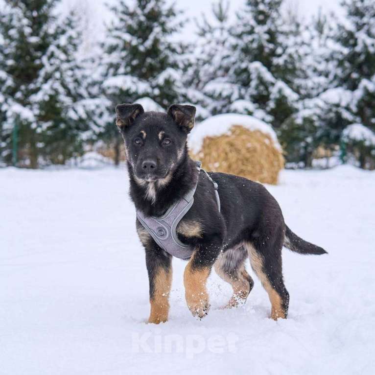 Собаки в других городах Московской области: Берта в добрые руки Девочка, Бесплатно - фото 5
