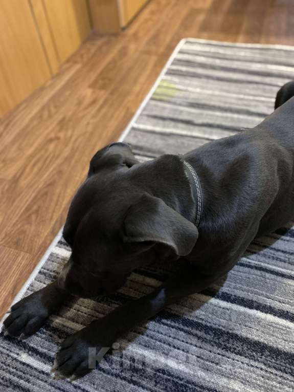 Собаки в Ростове-на-Дону:  Кане-корсо в добрые руки  Девочка, Бесплатно - фото 2