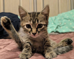 Кошки в Воронеже: Отдам кошечку в добрые руки Девочка, Бесплатно - фото 3
