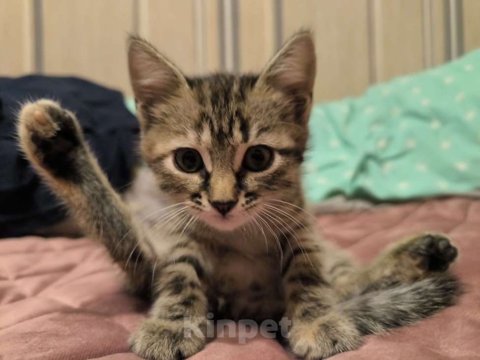 Кошки в Воронеже: Отдам кошечку в добрые руки Девочка, Бесплатно - фото 3
