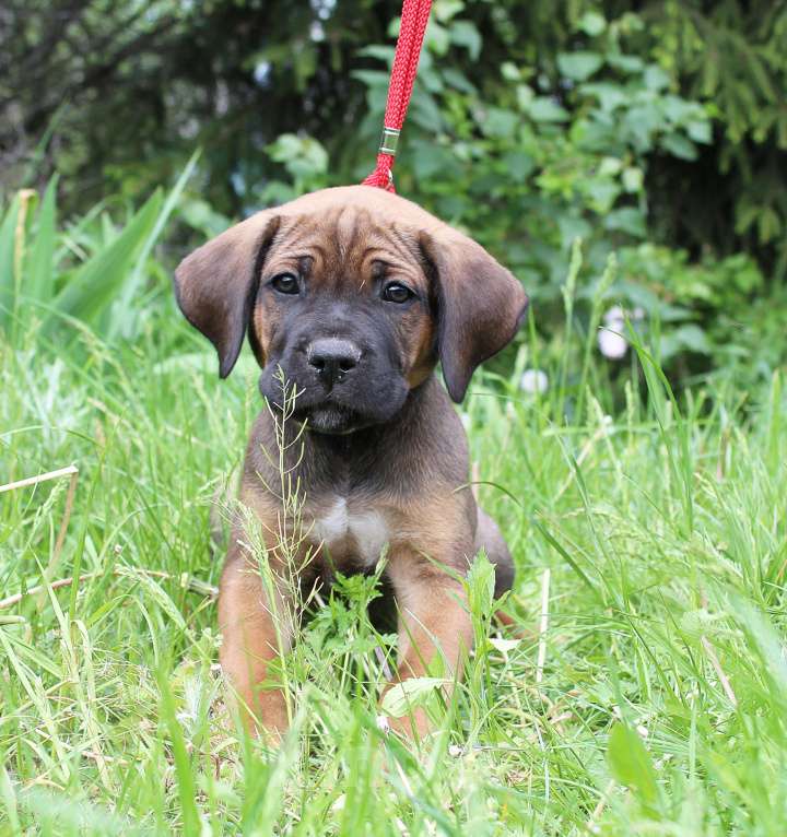 Собаки в Брянске: Предлагаются щенки Кане Корсо Мальчик, 50 000 руб. - фото 5