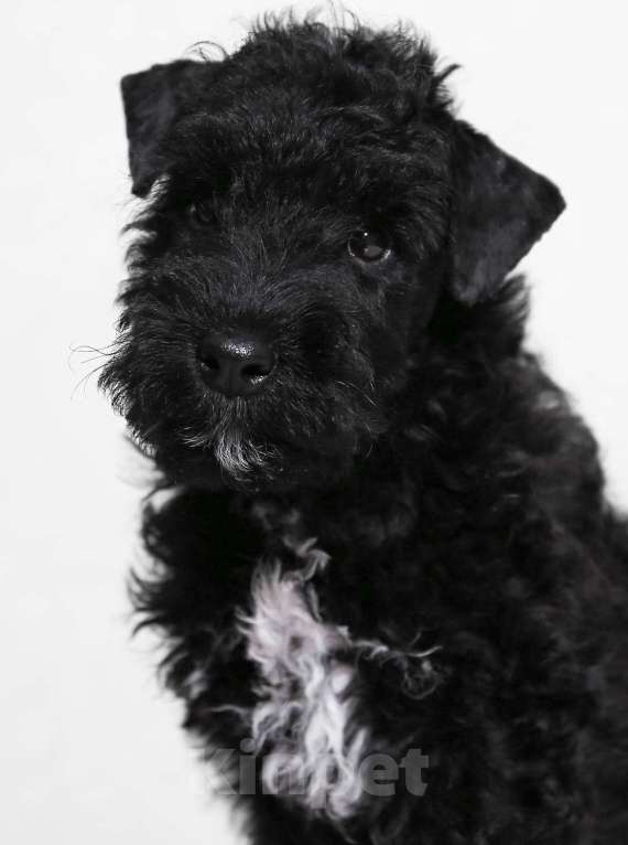 Собаки в Твери: Редкая порода лейкленд терьер Мальчик, 70 000 руб. - фото 4