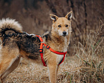 Собаки в Москве: Девчонка-веселушка, позитив и искреннее счастье Девочка, Бесплатно - фото 2
