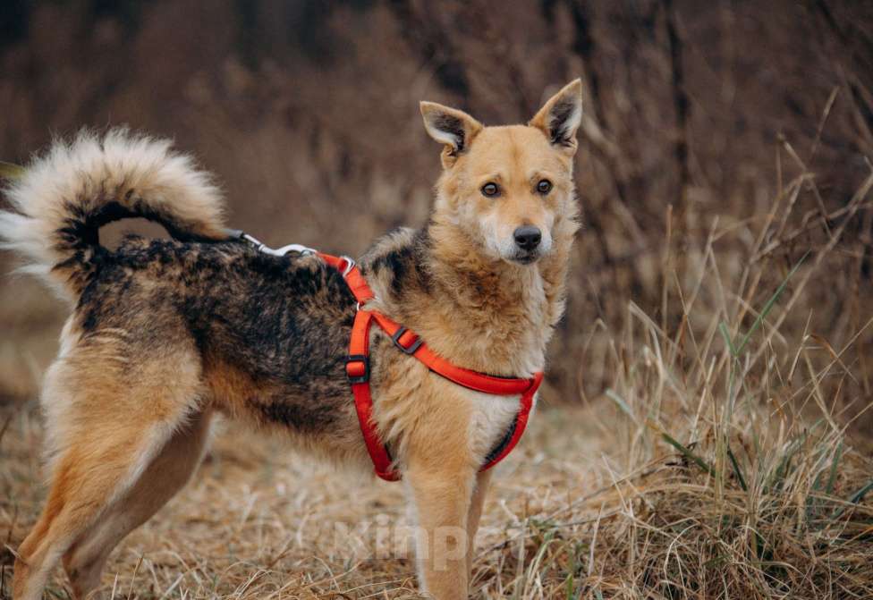 Собаки в Москве: Девчонка-веселушка, позитив и искреннее счастье Девочка, Бесплатно - фото 2