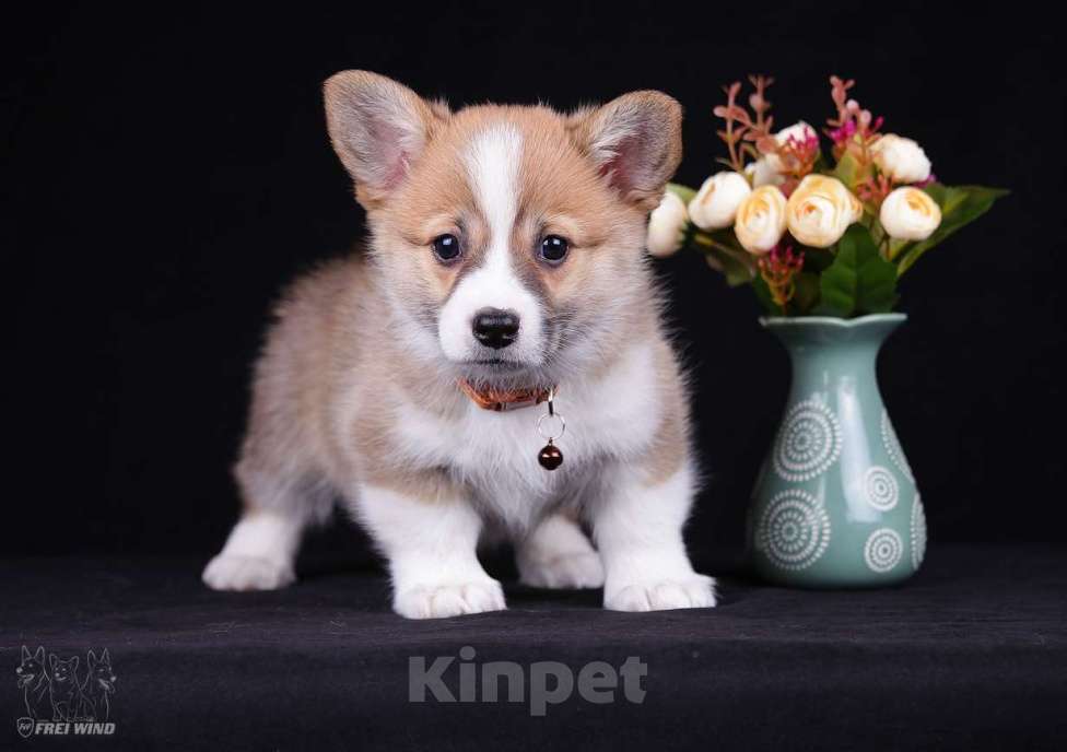 Собаки в Ярославле: Щенок вельш корги пемброк Девочка, 70 000 руб. - фото 3