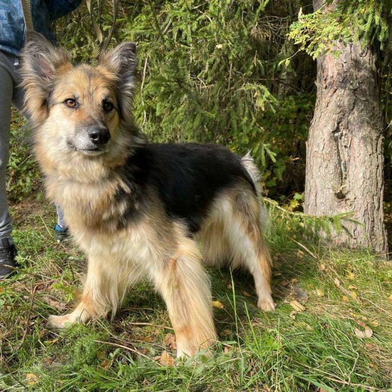Собаки в Клине: Ариша - красотка на коротких лапах Девочка, Бесплатно - фото 1