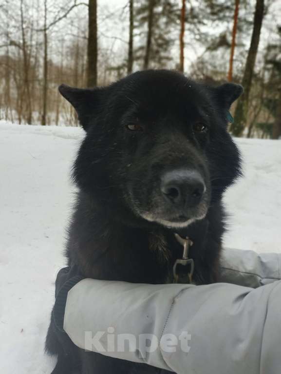 Собаки в Балашихе: Эдгар Мальчик, Бесплатно - фото 5