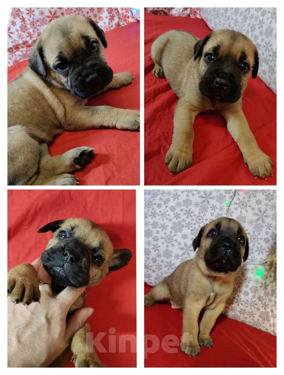 Собаки в других городах Краснодарского края: Кане-Корсо, щенок Девочка, 20 000 руб. - фото 1