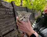 Кошки в Подольске: Котятки любящим хозяевам Девочка, Бесплатно - фото 6