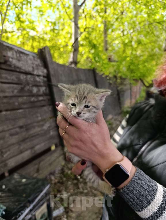 Кошки в Подольске: Котятки любящим хозяевам Девочка, Бесплатно - фото 6