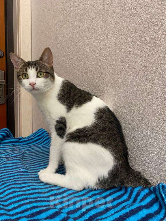 Кошки в Коломне: Емеля в поисках дома Мальчик, Бесплатно - фото 3