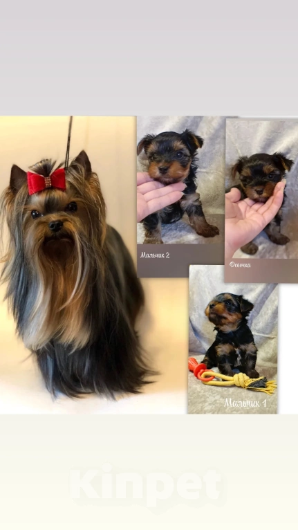 Собаки в Санкт-Петербурге: Йорк стандарт Мальчик, 60 000 руб. - фото 3