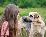 Собаки в Солнечногорске: Восхитительный парень с проникновенным взглядом Мальчик, Бесплатно - фото 7