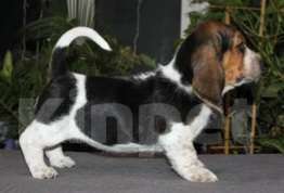 Собаки в Челябинске: Щенки Бассет хаунд Девочка, 50 000 руб. - фото 4