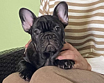 Собаки в Михайлове: Щенки Французский бульдог Мальчик, 80 000 руб. - фото 6