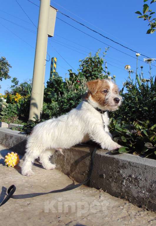 Собаки в Москве: Высокопородный щенок Джек Рассел терьера жесткошерстный Мальчик, Бесплатно - фото 7