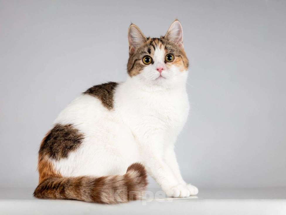 Кошки в Москве: Юная ласковая трехцветная кошечка Ника Девочка, Бесплатно - фото 4