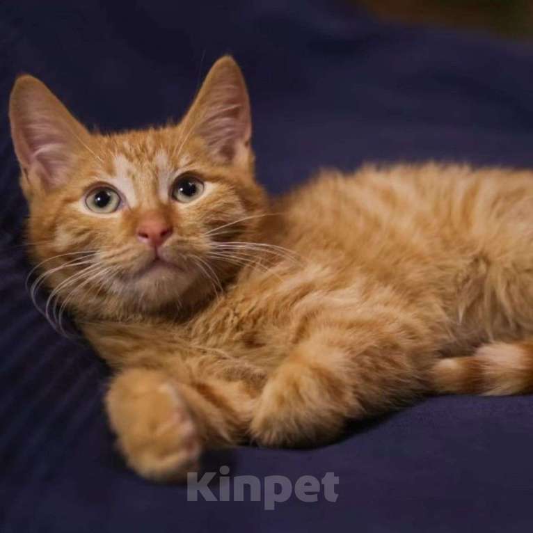 Кошки в Москве: Котенок Ричард Мальчик, Бесплатно - фото 2