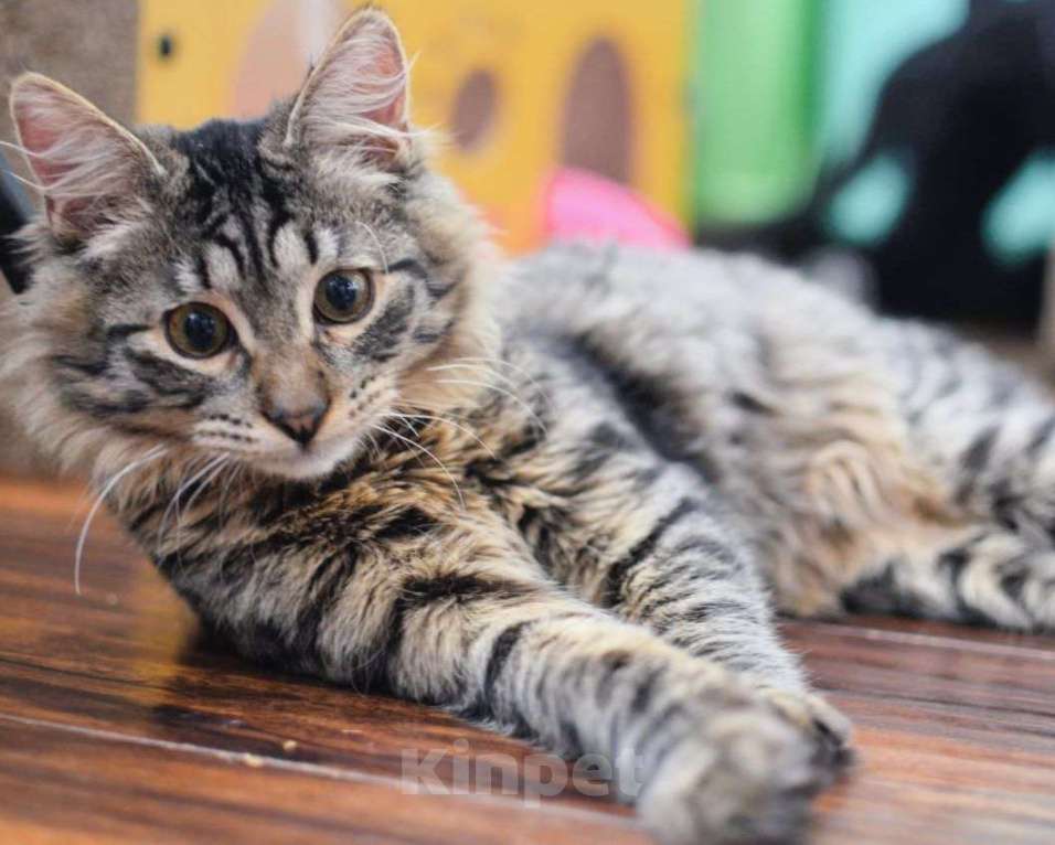 Кошки в Москве: Отдам котёнка в добрые руки Мальчик, Бесплатно - фото 2