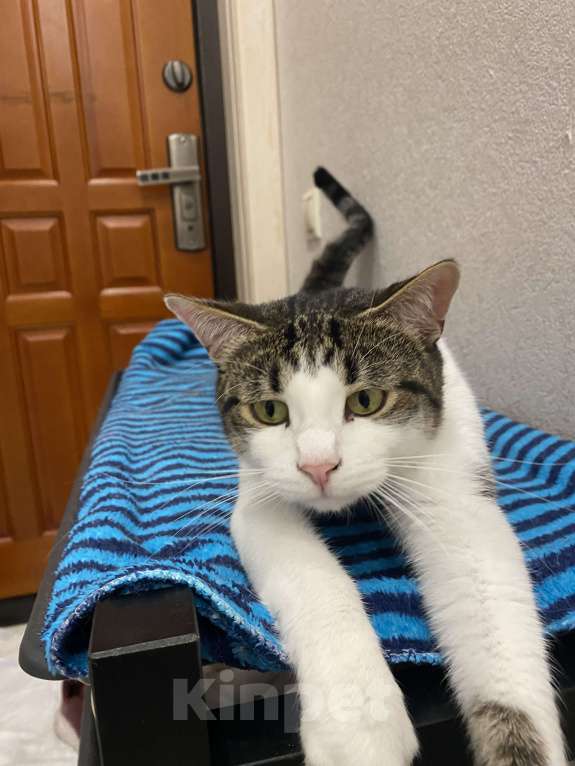 Кошки в Реутове: Взрослый кот в добрые руки Мальчик, Бесплатно - фото 5
