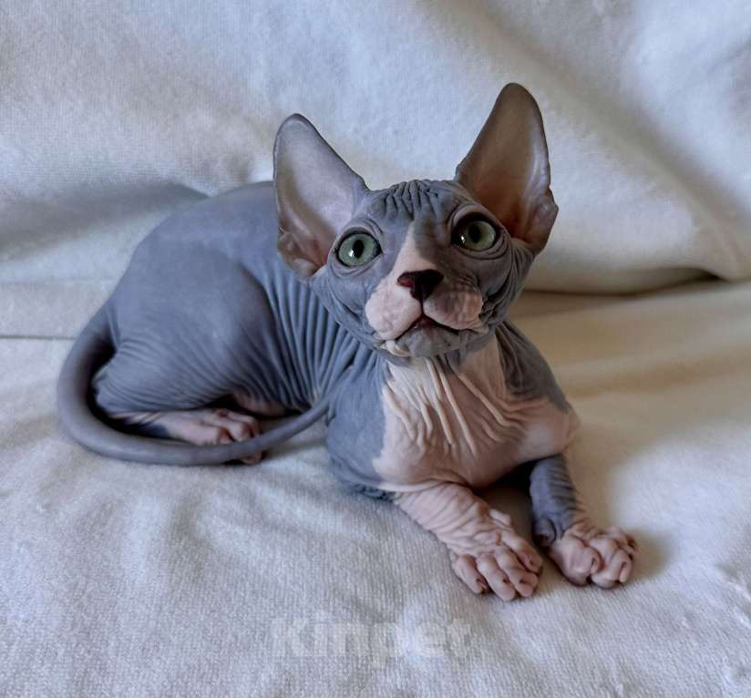 Кошки в Москве: Мальчик канадского сфинкса Мальчик, 45 000 руб. - фото 9