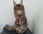 Кошки в Ейске: котята Мейн-Кун Мальчик, 40 000 руб. - фото 1