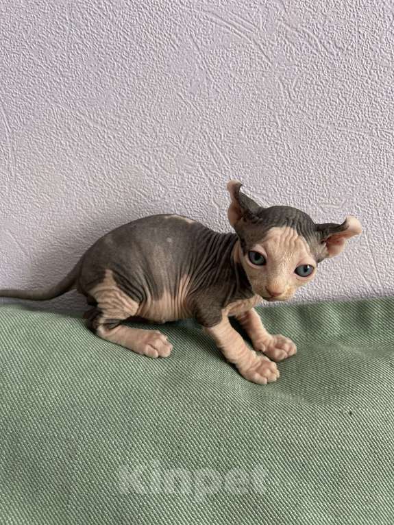 Кошки в Москве: Продаются котята-эльфы Мальчик, 22 000 руб. - фото 4