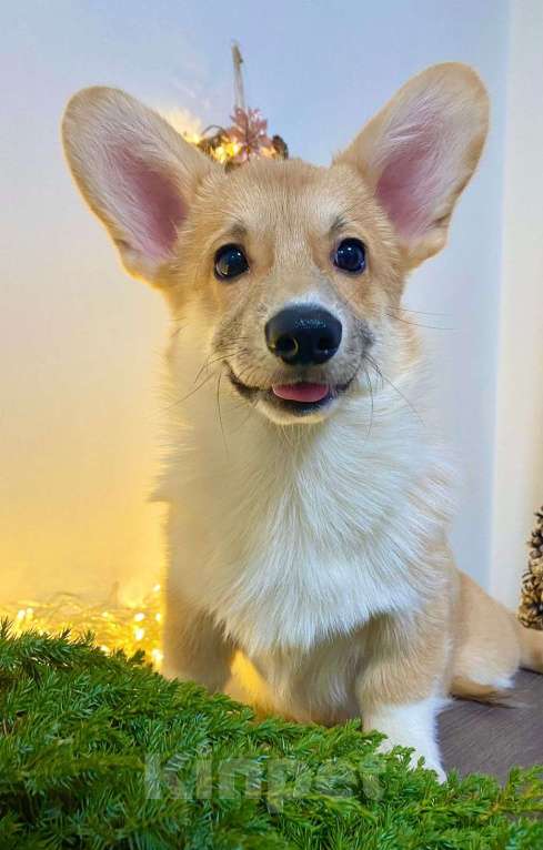 Собаки в Воронеже: ЩЕНКИ ВЕЛЬШ КОРГИ ПЕМБРОК Мальчик, Бесплатно - фото 2