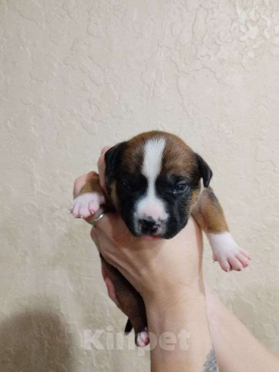 Собаки в Белгороде: Девочка американского стаффордширского терьера  Девочка, 80 000 руб. - фото 2