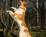 Собаки в Москве: Ищет дом рыже-беленькая красотка и умняша - Цири! Девочка, Бесплатно - фото 5