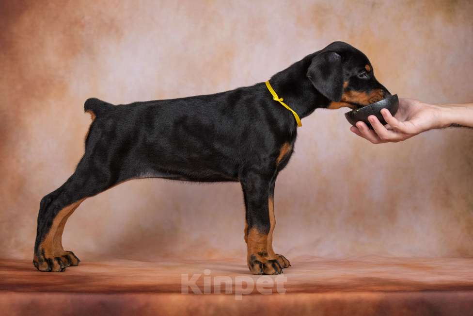 Собаки в Москве: Щенок добермана Девочка, 100 000 руб. - фото 10