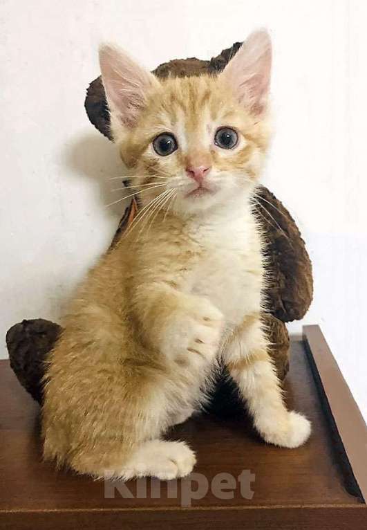 Кошки в Москве: Бесподобные крохи-котята ищут дом Мальчик, Бесплатно - фото 6