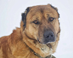 Собаки в Наро-Фоминске: Панчо: для тех, кто любит размах, размер и рыжих Мальчик, Бесплатно - фото 8