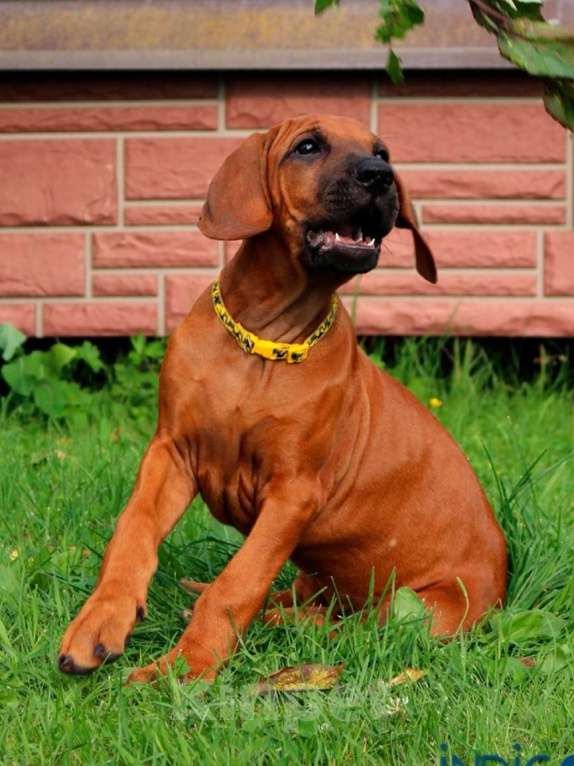 Собаки в Санкт-Петербурге: Родезийский риджбек щенок девочка. Породный питомник Девочка, 40 000 руб. - фото 5