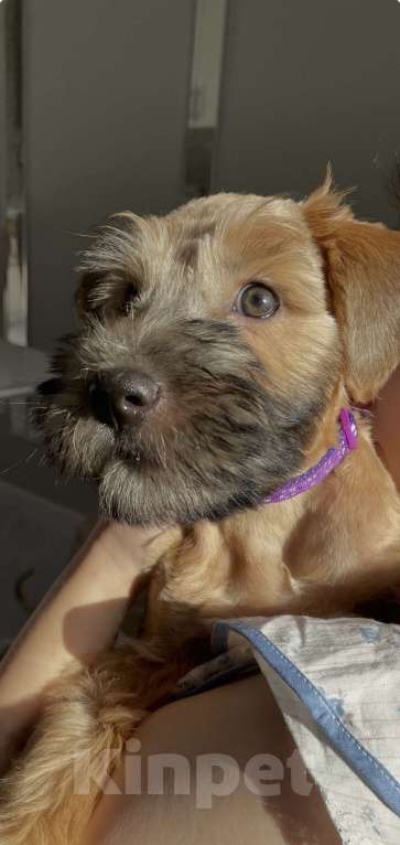 Собаки в Котельнике: Щенки терьера Девочка, 100 000 руб. - фото 4