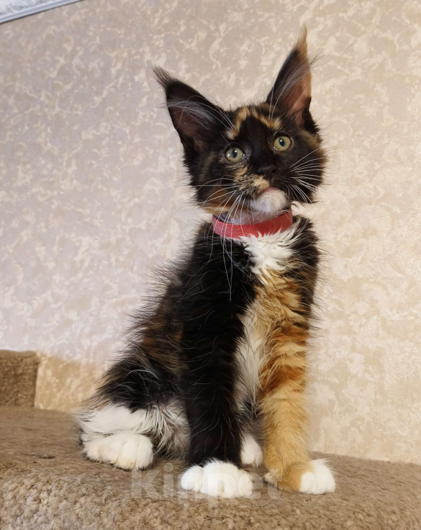 Кошки в Москве: Котёнок Мейн-Кун из питомника. Девочка Девочка, 40 000 руб. - фото 2