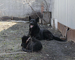 Собаки в Энгельс: Немецкая овчарка кобель вязка Мальчик, 3 000 руб. - фото 3