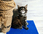 Кошки в Малмыже: Бронь котята, 10 000 руб. - фото 4