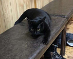 Кошки в Балашихе: Чёрная кошка в добрые руки Девочка, Бесплатно - фото 2