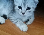 Кошки в Саратове: продам котенка  Девочка, 1 000 руб. - фото 2