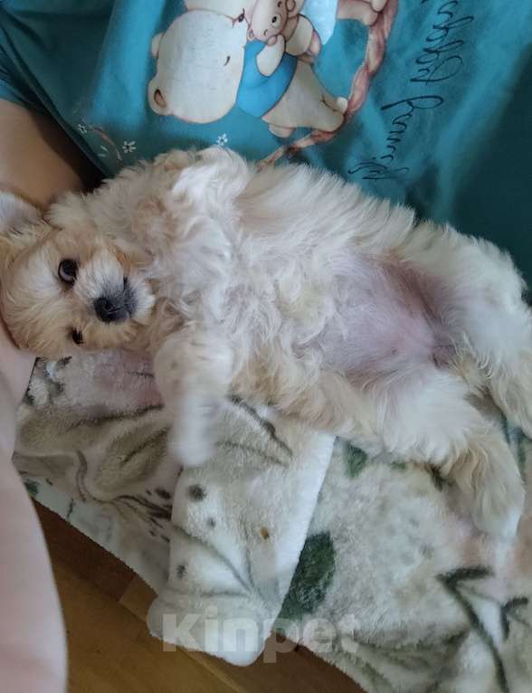 Собаки в Королеве: Веселуха Девочка, Бесплатно - фото 2