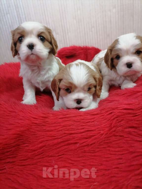 Собаки в Москве: Кавалер Кинг Чарльз спаниель щенки.  Девочка, 100 000 руб. - фото 2