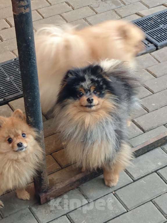 Собаки в Раменском: Мальчик Федя Мальчик, 25 000 руб. - фото 2