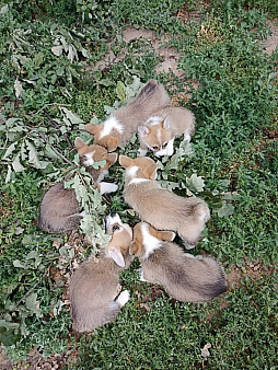 вельш корги пемброк