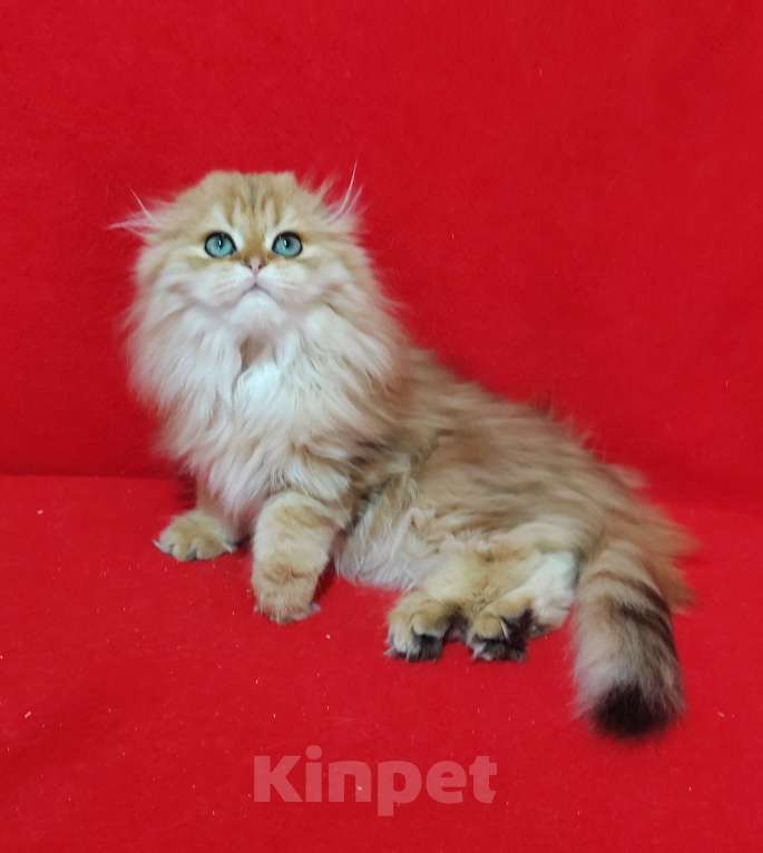 Кошки в Москве: Золотая мраморная кошечка хайленд Девочка, 20 000 руб. - фото 5