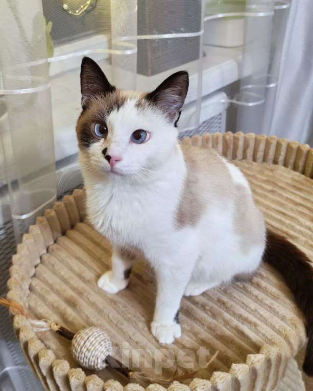 Кошки в Москве: Тайский котик Сырок ищет дом и любящую семью Мальчик, Бесплатно - фото 2