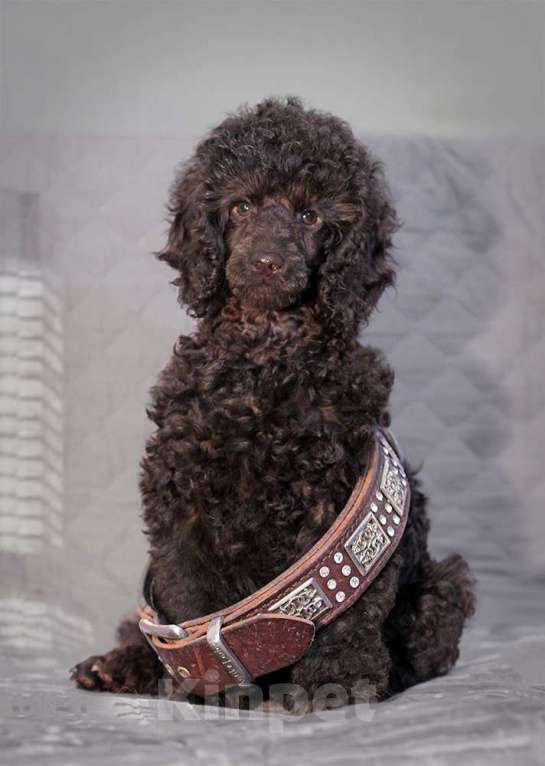 Собаки в Домодедово: Щенки малого пуделя Мальчик, 100 000 руб. - фото 2